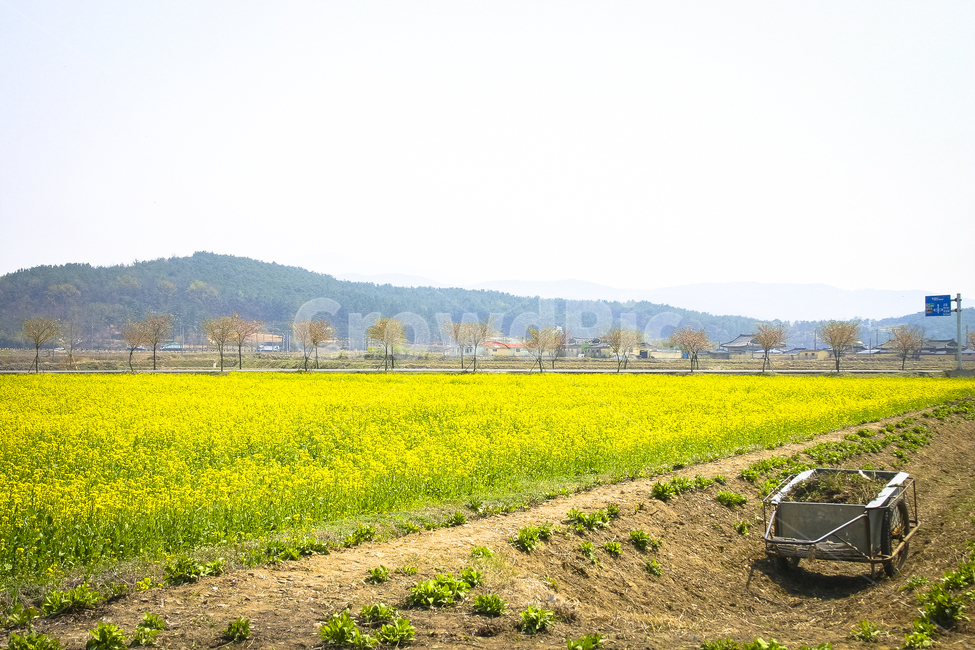 경주,유채꽃,꽃밭,휴식,일터,봄,계절,spring,season,자연,풍경,nature,landscape