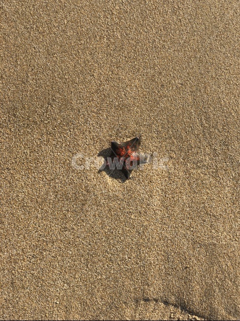 불가사리,대천해수욕장불가사리,모래사장,대천불가사리,바다불가사리