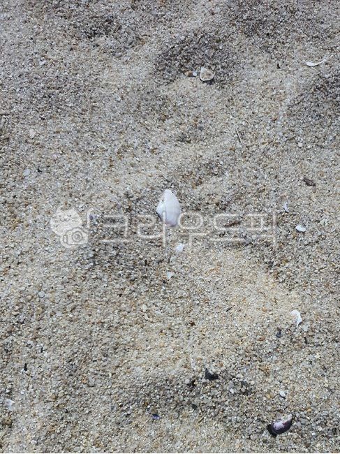 Beach,seashell,sandy beach,clam