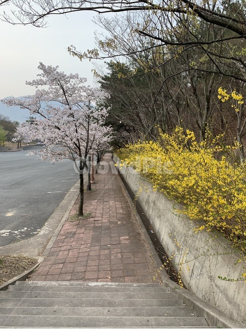 벚꽃,개나리,봄,벚꽃나무,야외,자연,나무