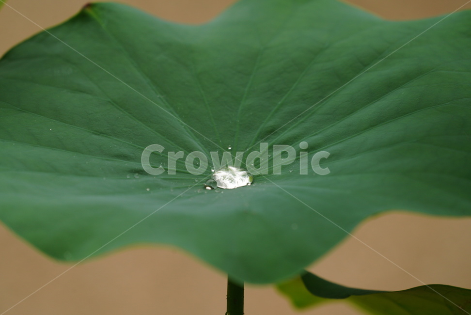 꽃,여름,식물,연꽃,계절,식물,자연,plants,nature