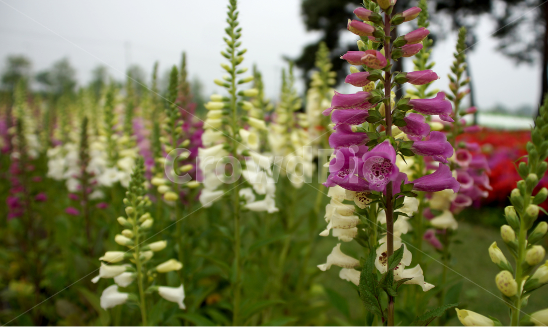 경기도구리,유채축제,가을,양귀비,아웃포커스,식물,자연,plants,nature,꽃,flower