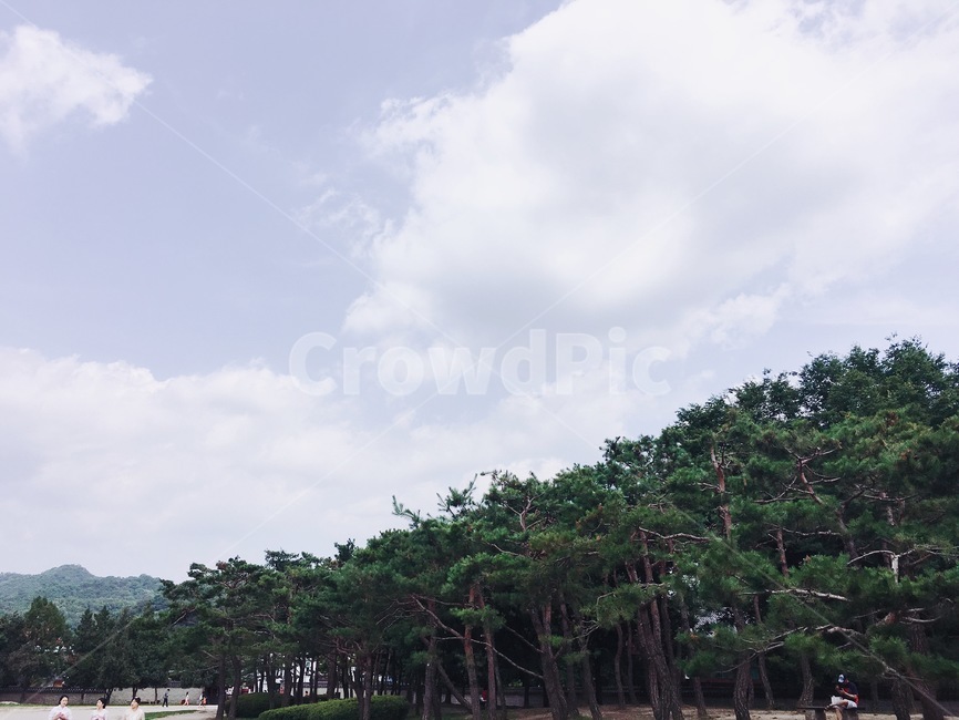 하늘,구름,나무,sky,cloud,tree,옥외,outdoors,자연,nature