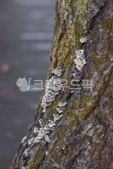 finger mushroom,medicinal,Medicinal mushrooms,tree trunk,trametesversicolor,oldtree,oyster mushroom,old tree,treetrunk,medicinalmushroom,mushroom,Holeshaped mushrooms and,Cloud Songpyeon Mushroom,nature,tree,outdoor,plant,cloud mushroom