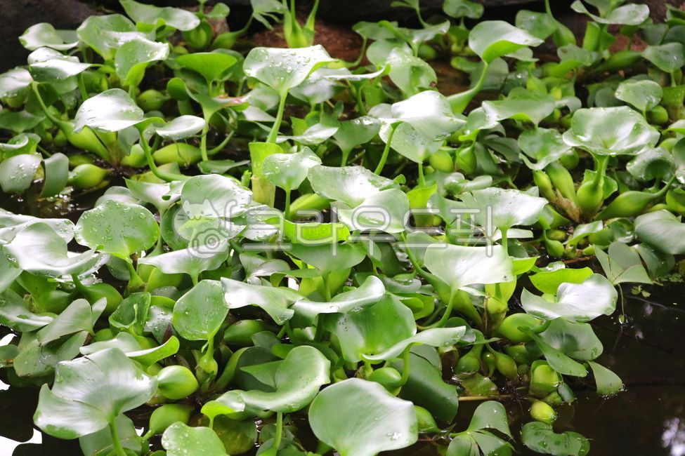 부레옥잠,배옥잠,식물,물옥잠과,수생식물,단자엽식물,잎,관상용,물,자연