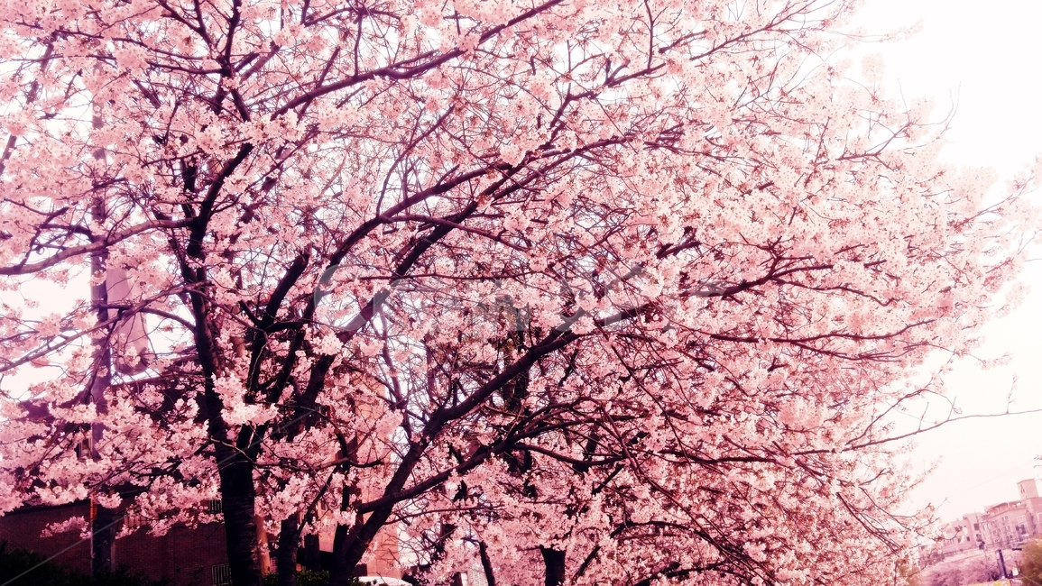 plant,식물,flower,blossom,꽃,벛꽃축제,봄