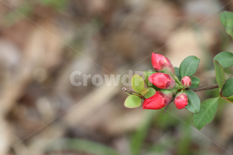 산당화,봄,꽃,꽃봉우리,공원,산책,봄,계절,spring,season,식물,자연,plants,nature,꽃,flower,plant