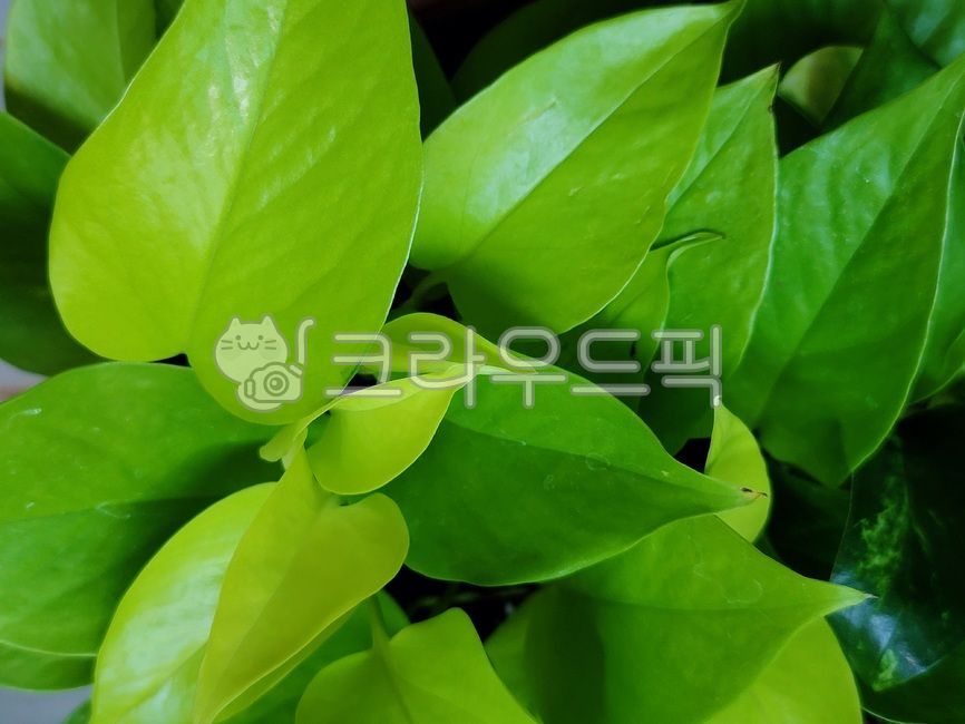 green,Skin Dapsus,plant,air purifying plants,leaf
