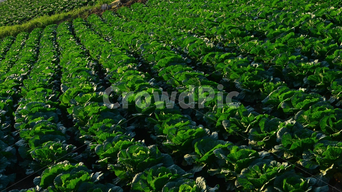 plant,식물,leaf,잎,배추,배추밭,김장김치,고랭지배추밭,농업,농사,경작,영농,고랭지배추,농업,농사,agriculture,farming,farming industry