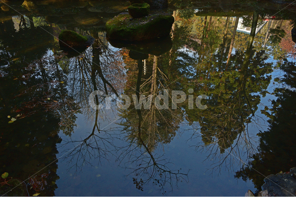 반영,그림자,반사,나르시스,narcissus,물속이미지,자연,풍경,nature,landscape,water,물,outdoors,옥외,land,땅