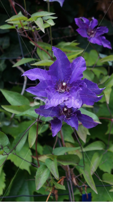 plant,식물,blossom,flower,꽃,클레마티스,clematis