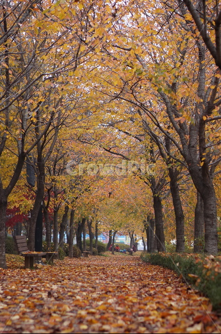 벗나무,가을,가로수,벤치,풍경,tree,나무,plant,식물,tree trunk,나무 줄기