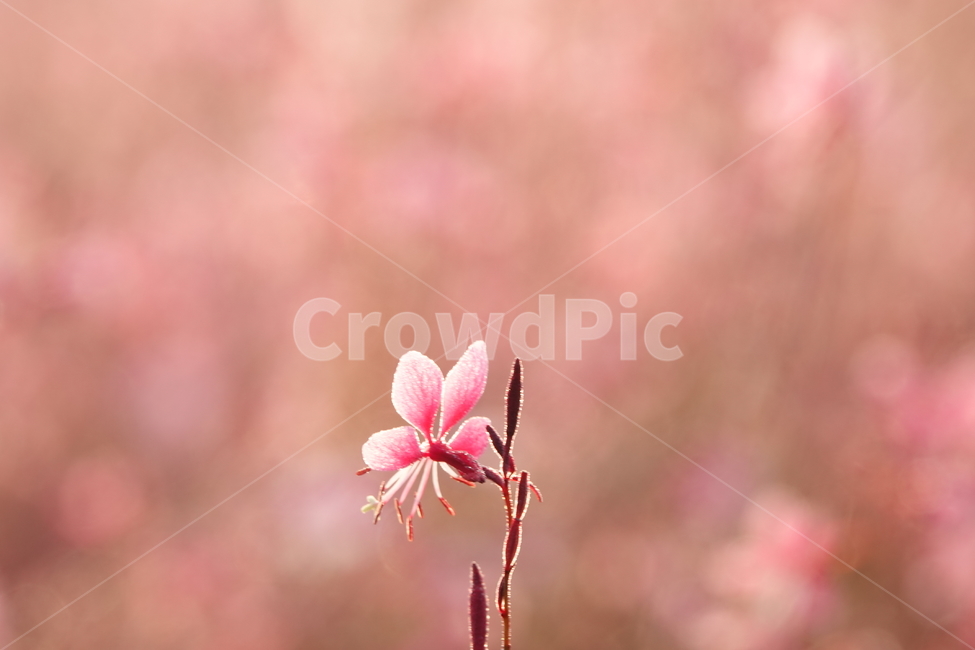 plant,식물,꽃잎,flower,꽃,분홍,핑크,가우라꽃,가을,안개,공원,식물,자연,plants,nature,꽃,flower