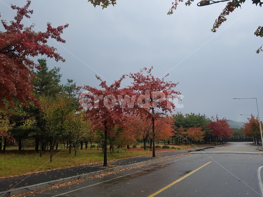 가을,낙옆,길,하늘,침묵,가을,계절,fall,autumn,season,자연,풍경,nature,landscape,asphalt,아스팔트,road,도로,freeway,고속 도로