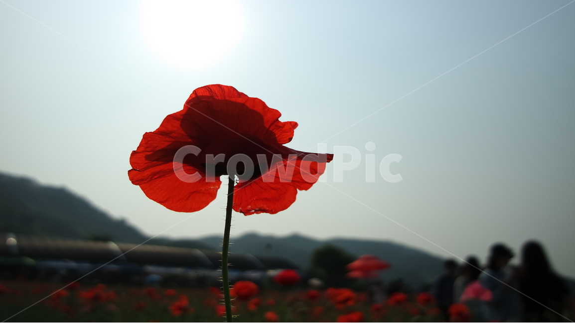 양귀비,양귀비꽃,꽃축제,꽃,꽃사진,식물,자연,plants,nature,꽃,flower