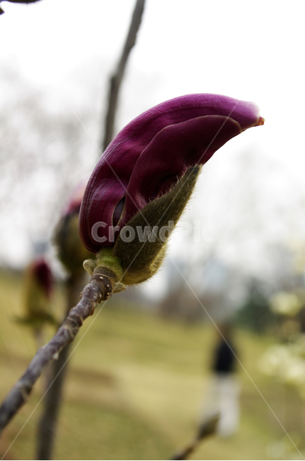 꽃,flower,자목련,봄,spring,계절,식물,plant,자연,nature,식물,자연,plants,nature,꽃,flower,메리크리스마스,성탄절,merry christmas