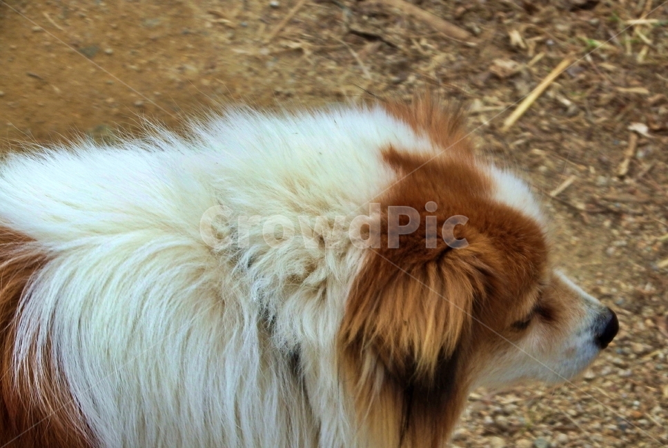 강아지,개,시골개,시골길,시골강아지,산책,크게보기,동물,animal,포유류,mammal,개,강아지,dog,doggy