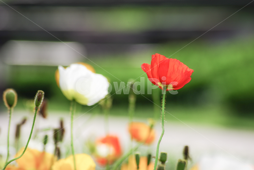 양귀비,꽃,식물,flower,꽃양귀비,plant