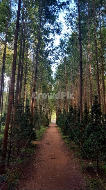 영덕메타세콰이어,숲길,road,forest,tree,고요한,calm,치유,healing,흙길,나무,휴식,rest,쉼