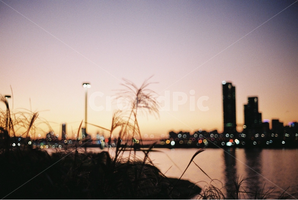 보케,노을,야경,강,저녁,석양,가을,야경,밤,풍경,nightscape,night,landscape,도시,city,한국도시풍경,한국도시경관,korea cityscape,실루엣,그림자,silhouette,shadow,감성,sensible,feeling,plant,식물,grass,잔디,lawn,reed,갈대