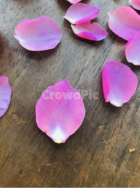 blossom,꽃잎,petal,꽃,flower,pinkrosepetal,핑크장미잎