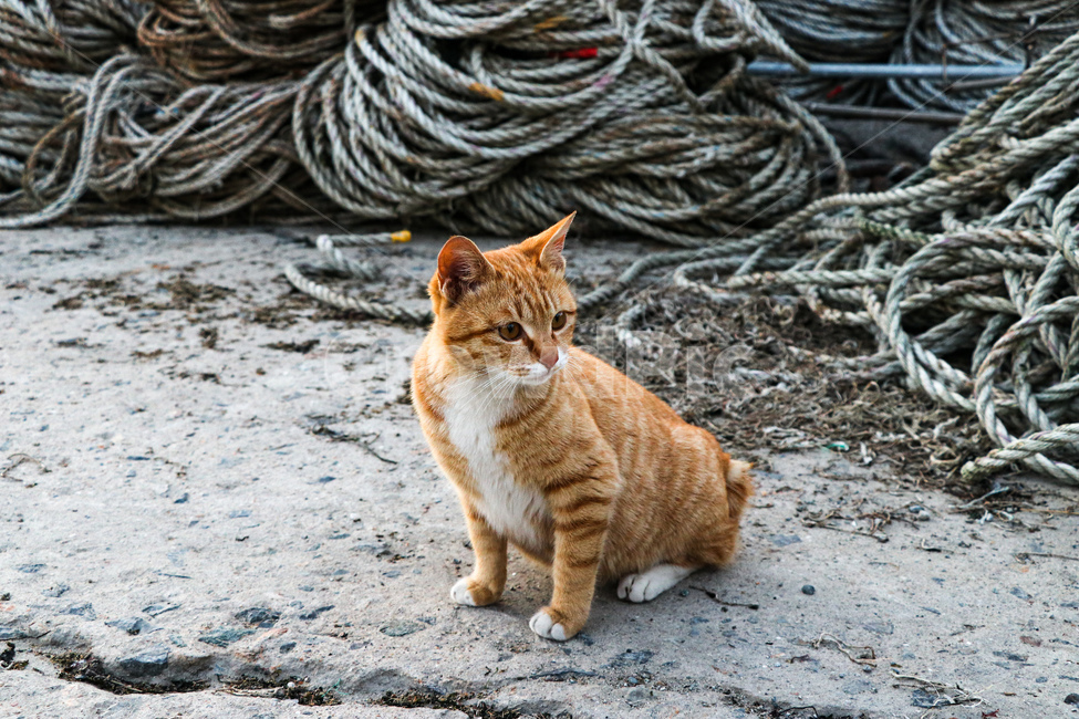 animal,동물,cat,고양이,mammal,포유류,pet,동물,animal,포유류,mammal,고양이,cat,kitten,kitty