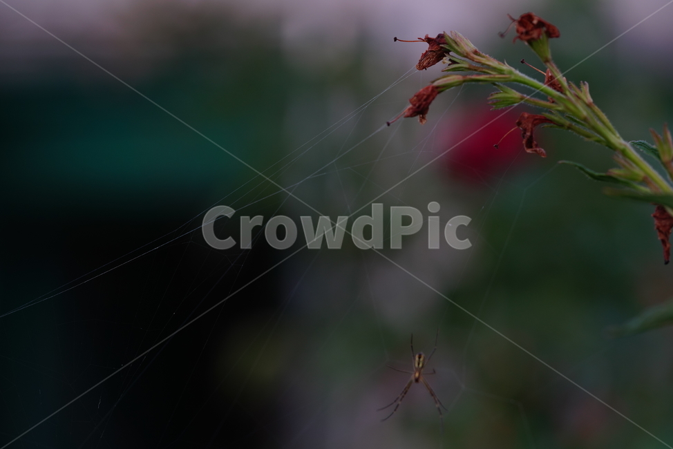 거미,곤충,자연,생명,동물,벌레,생태계,거미줄,동물,animal,곤충,벌레,insect,bug