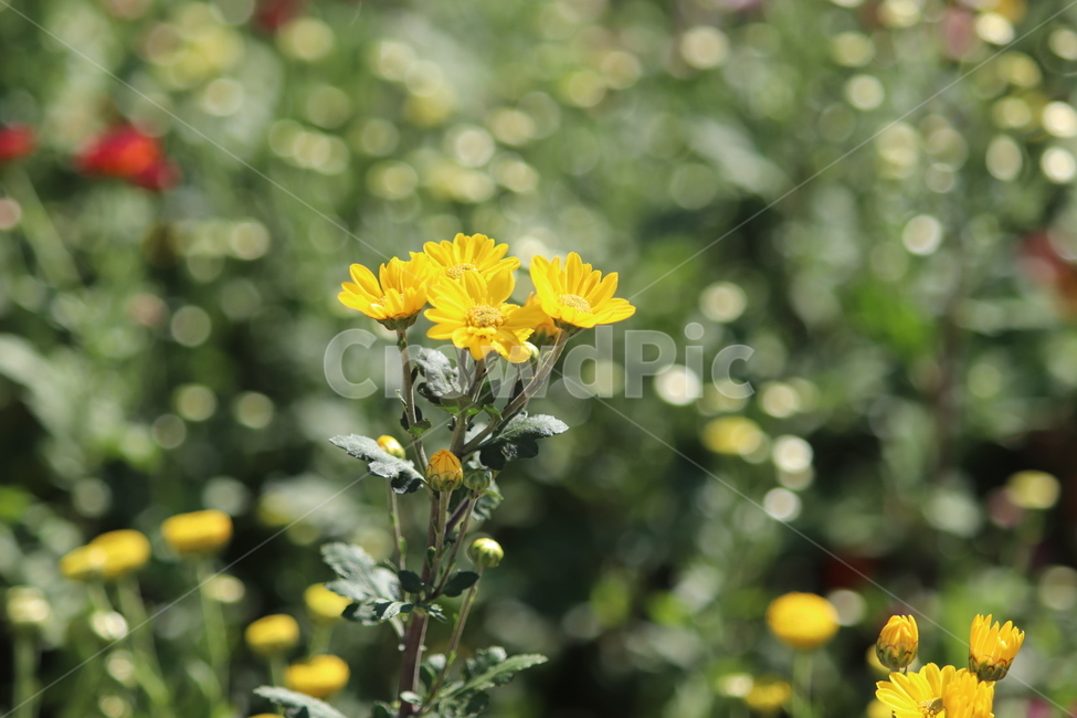 plant,식물,가을,국화,꽃,식물,자연,plants,nature,꽃,flower