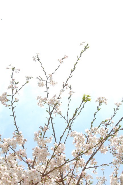 들꽃,벚꽃,벚꽃나무,봄꽃,plant,식물,blossom,꽃,flower,식물,자연,plants,nature,꽃,flower
