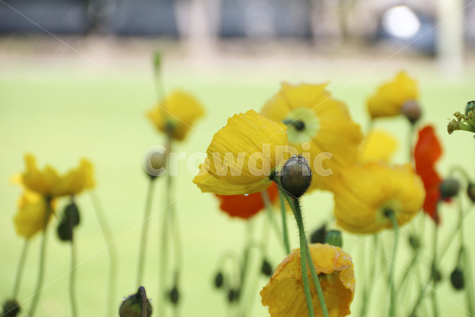일본,가고시마,꽃,봄,자연,튤립,tulip,바람
