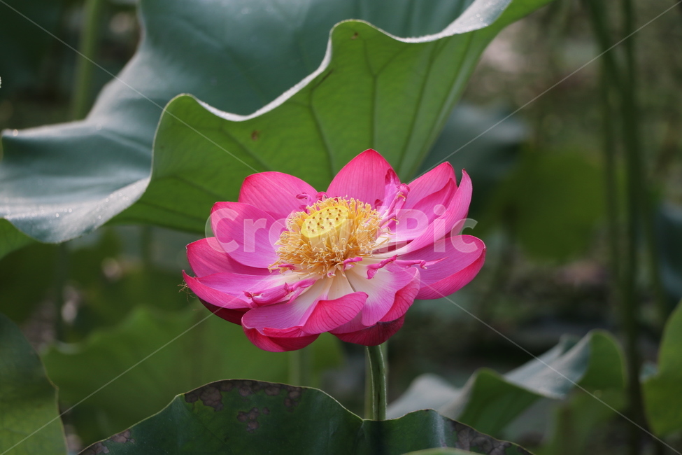 연꽃,여름,lotus,식물,농업,자연,근접촬영,무보정,부여,축제,홍련,연잎,핑크색,꽃잎,식자재,불교,연못,진흙,순결,청순,신성,연,여행지,식물,자연,plants,nature,꽃,flower