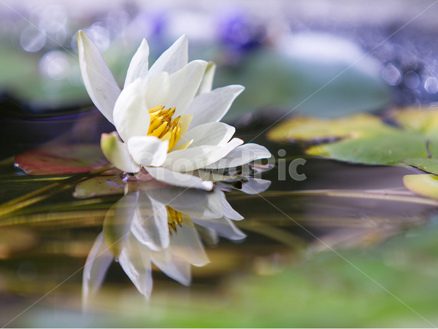수련,반영,아름다움,순수,흰백의미,식물,자연,plants,nature,꽃,flower