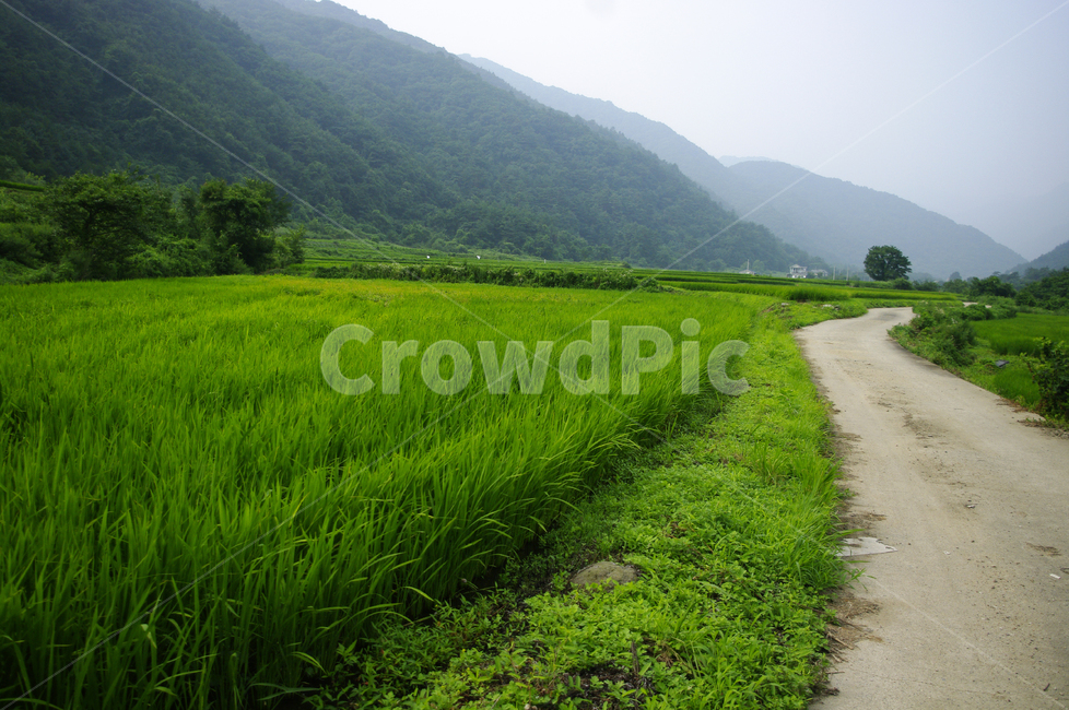 길,나무,산,풍경,식물,plant,벼,논,농촌,시골,자연,풍경,nature,landscape,field,들,grassland,목초지,outdoors,옥외,paddy field,패디 필드