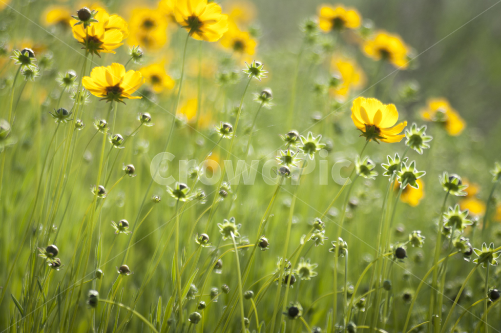 꽃,초록,flower,green,들꽃,식물,자연,plants,nature,꽃,flower