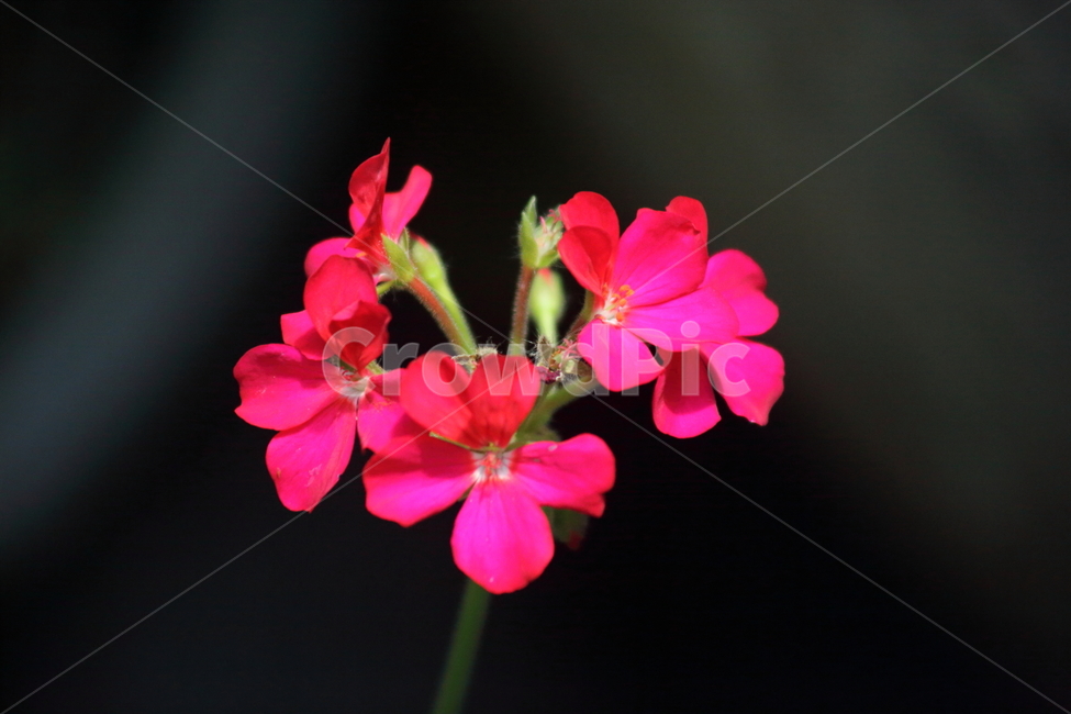 제라늄,천축규,향엽,꽃,geranium