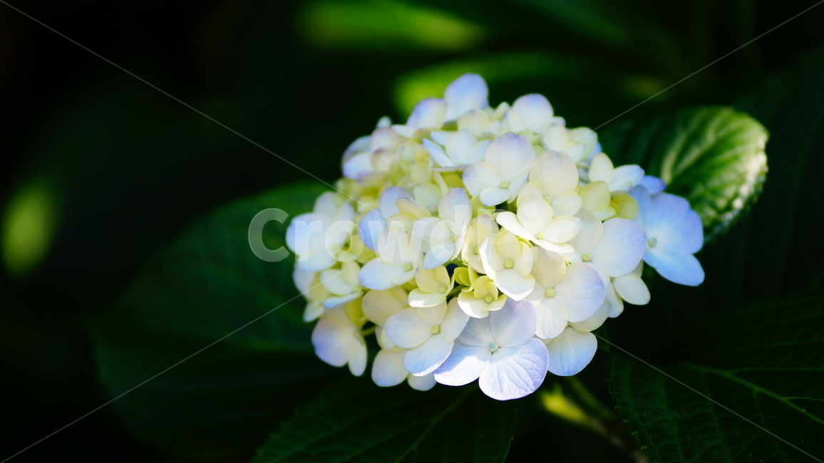 수국,수국꽃,꽃,꽃길,식물,식물,자연,plants,nature,꽃,flower