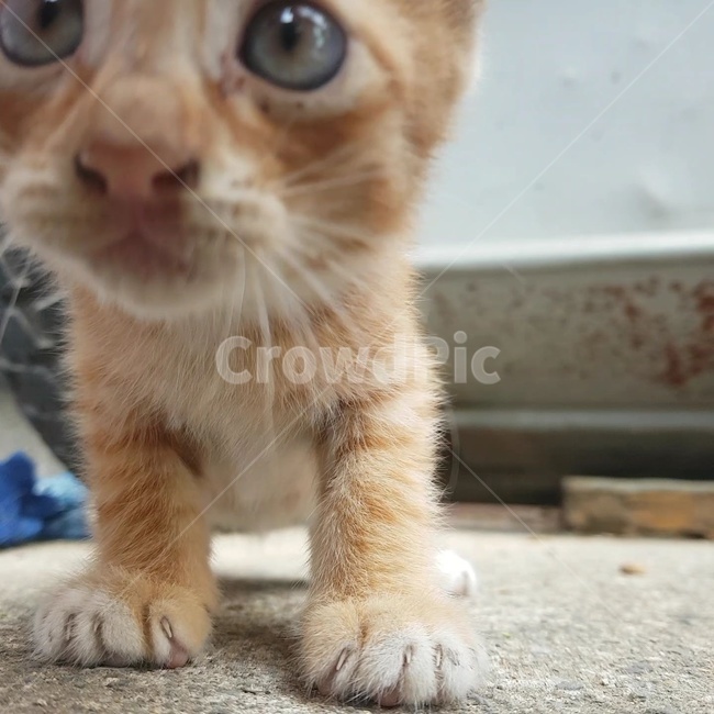 고양이,코,눈,발바닥,줄무늬