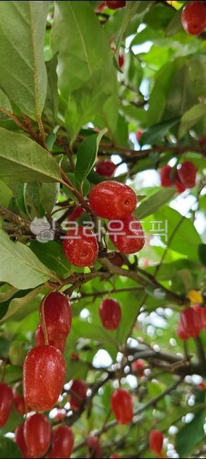 Fruit,fruit,red fruit,Porus,food