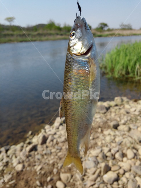 물고기,피라미,낚시,루어,강,루어낚시,바늘,미끼,fishing,어류,물고기,fish