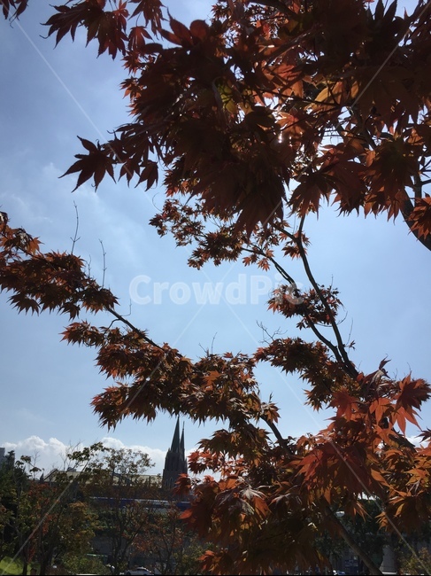 가을,plant,식물,leaf,잎