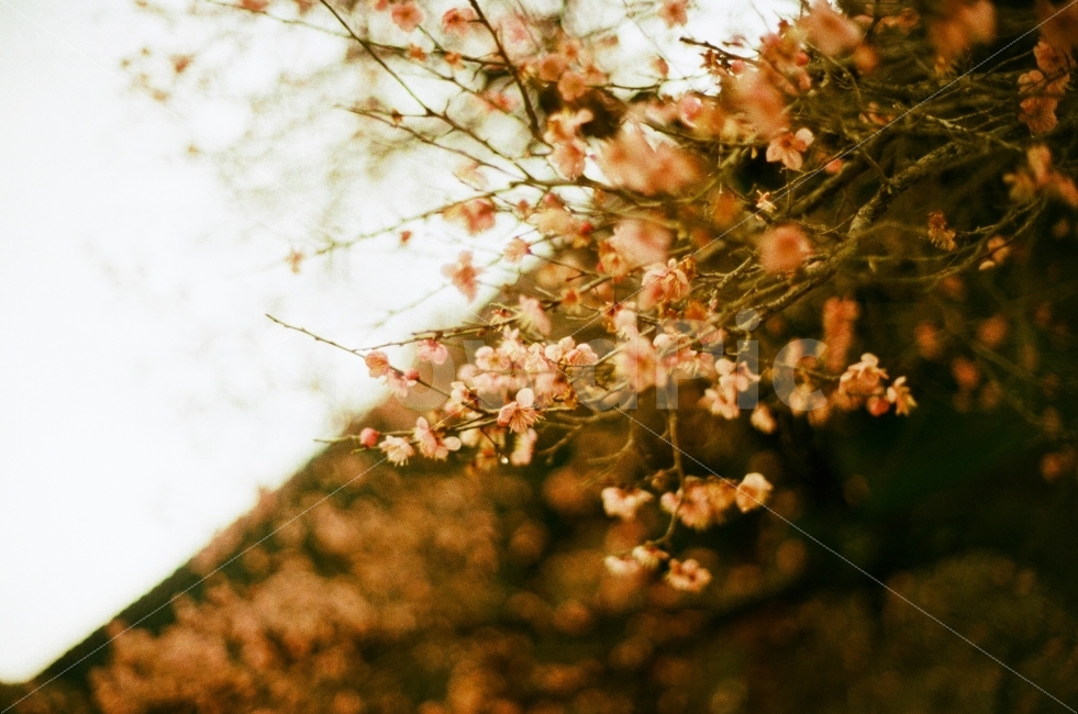통도사,매화,홍매화,통도사매화,통도사홍매화,필름사진,봄,계절,spring,season,식물,자연,plants,nature,꽃,flower,감성,sensible,feeling,plant