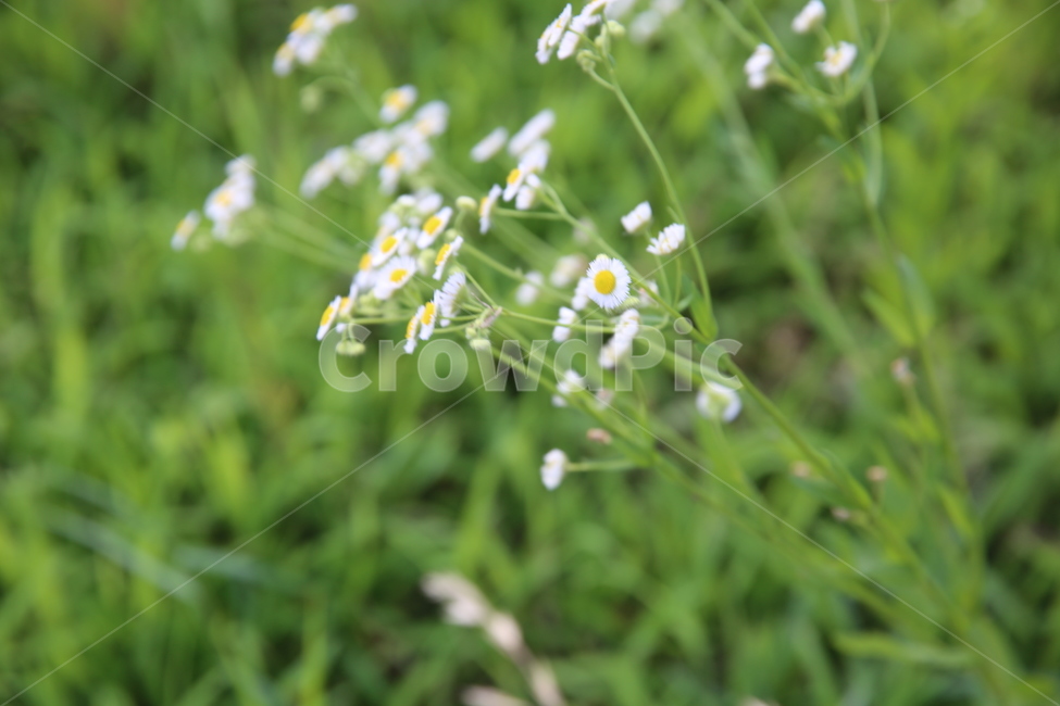 식물,풀,녹색,흰색,꽃,flower,식물,자연,plants,nature,꽃,flower