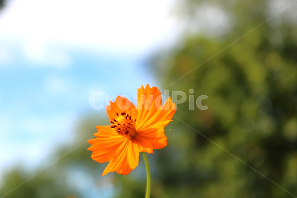 꽃,금계국,금계국꽃,국화,식물,국화과,야생화,자연,식물,자연,plants,nature,꽃,flower