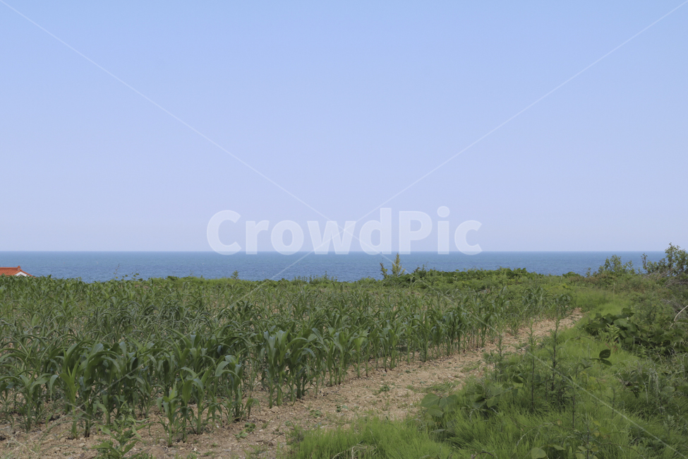 경주,바다,경주바다,수평선,자연,풀,nature,field,자연,풍경,nature,landscape,outdoors,옥외,들