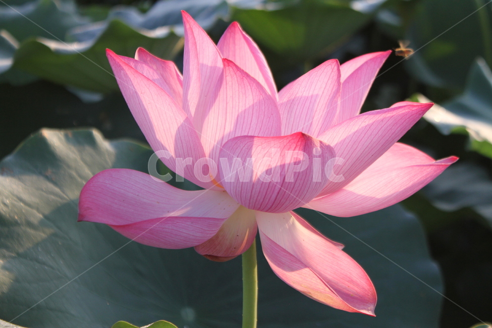 연꽃,꽃,식물,꽃말청정,lotus,식물,자연,plants,nature,꽃,flower