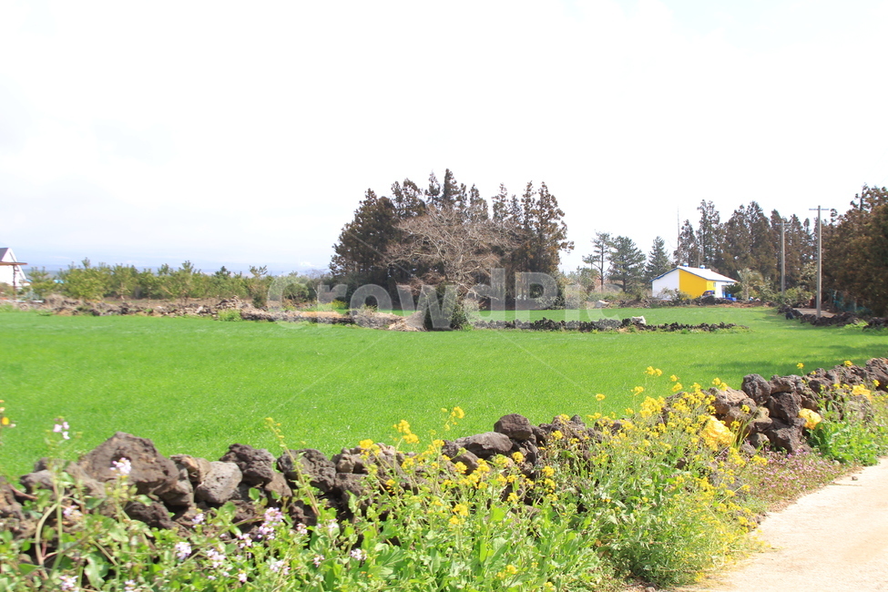 들,자연,농장,초원,목초지,자연,풍경,nature,landscape,field,outdoors,옥외,grassland,rural,농촌,farm