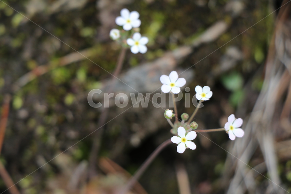 봄,꽃,야생화,둘레길,화이트,산,봄,계절,spring,season,식물,자연,plants,nature,꽃,flower,plant,blossom