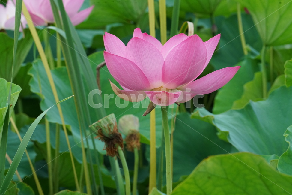 연꽃,련꽃,수초,식물,iotus,담수초,수중식물,수련과