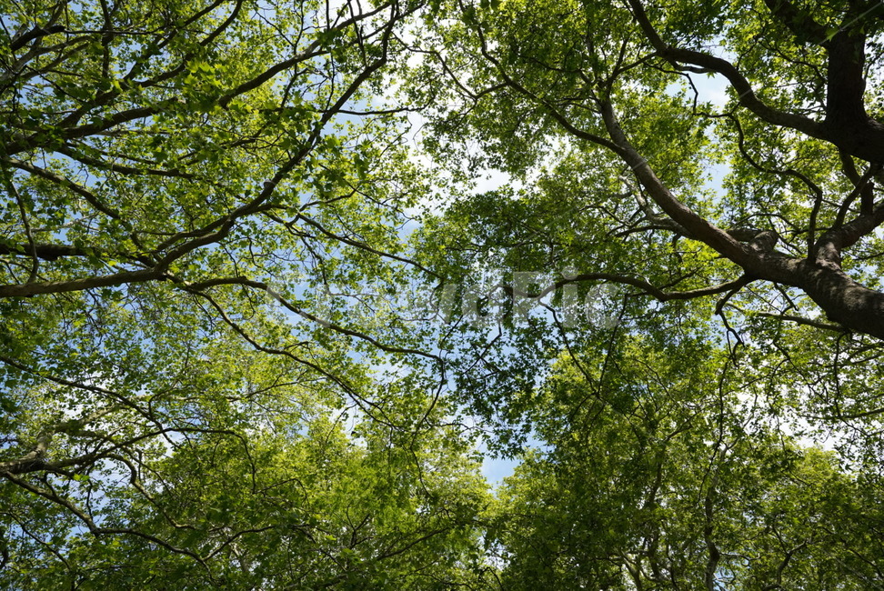 자연,나무,national,tree,식물