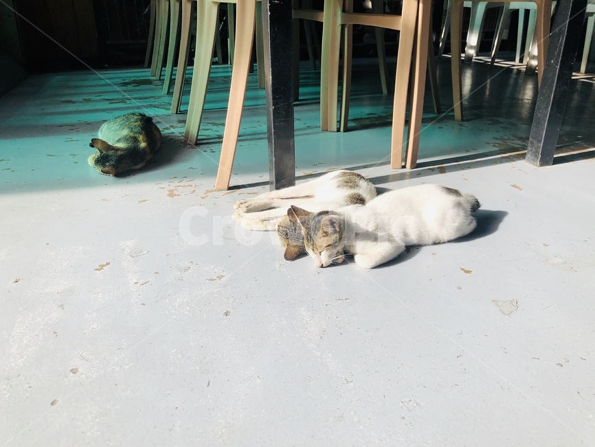 고양이,새끼고양이,낮잠,햇빛,햇살